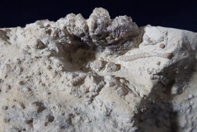 Solanocrinus depressus (ORBIGNY 1850) - Bild &copy; FossNet FossilienStore